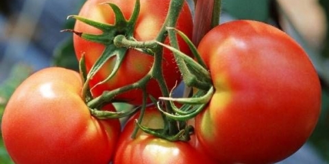 Ljetnik paradajza: recenzije, fotografije, produktivnost